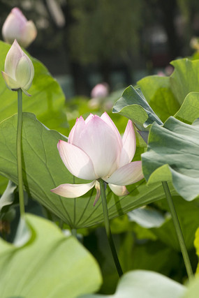 �ɻ����Ҷ����