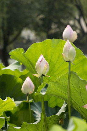 �ɻ����ҶԶ��