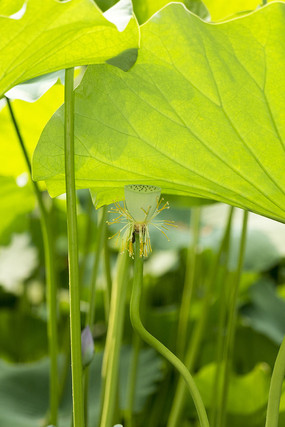 ��Ҷ������