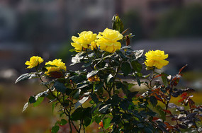 ��ɫõ�廨��д����ͼƬ