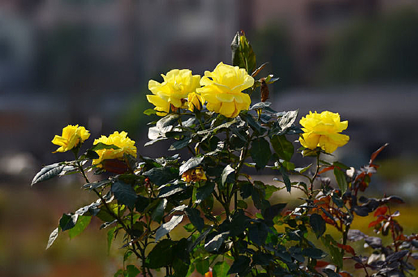 ��ɫõ�廨��д����ͼƬ