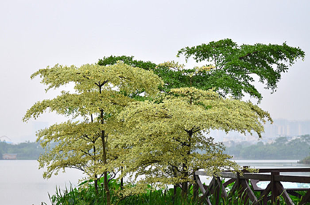 ���ߴ�ɫ�羰ͼƬ