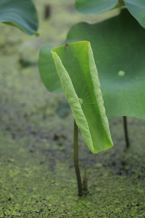 ������չ�ĺ�Ҷ