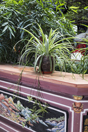 ������Զ��