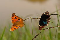 �����ڲݴ�