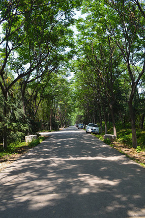 �����µĹ�԰��·