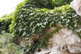 ��ɽ���ֲ�