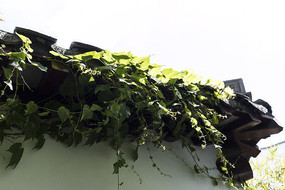 ��ɽ����д