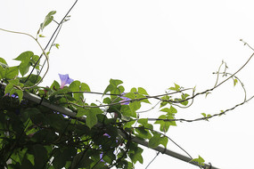 ǣţ��������