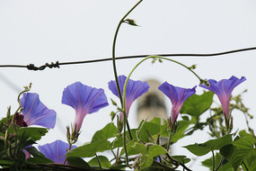 ǣţ����д��