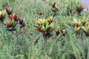 ɢ���ڲݴԵ�С��