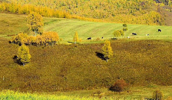 ɭ������