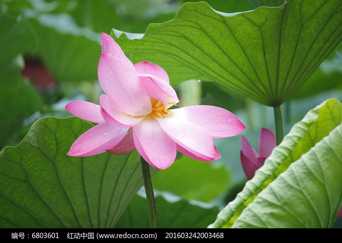 ʢ���ķۺ�ɫ�ɻ�ͼƬ