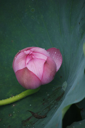 ںҶϵĻ