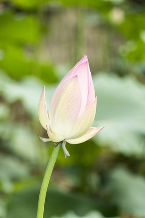 ��д�������ŵĺɻ�