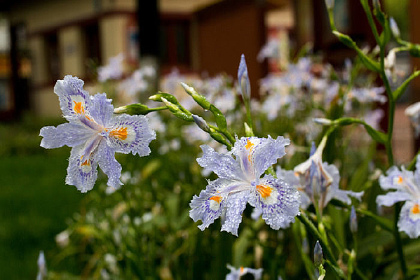 ��԰��԰·�ߵĴ�ˮ����