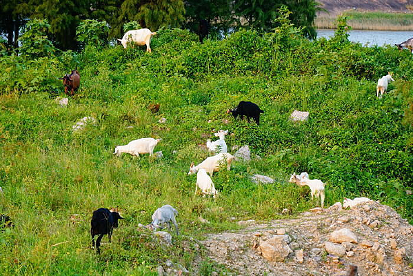 ��Ⱥ����