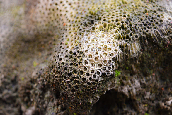 ��ʯ����