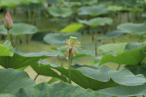 һ֦���˻���ĺɻ�