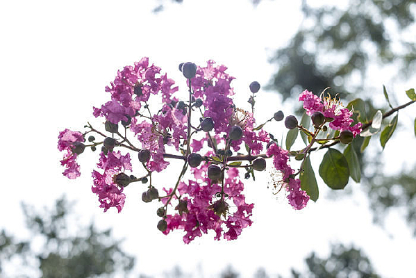 ��ޱ����