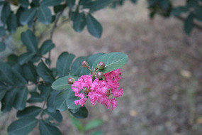 �ϻ�ɫ��Ұ��