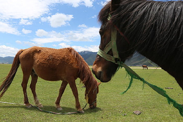 ��ԭ�ϵ�������