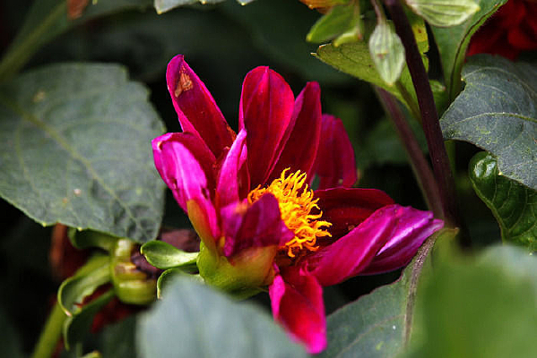 �������ɫ������