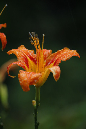 ��ɫɽ����