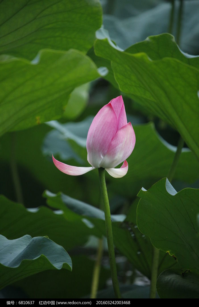 荷花花骨朵图片大全图片