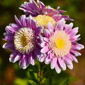 �ۺ�ɫ�ջ��羰ͼ