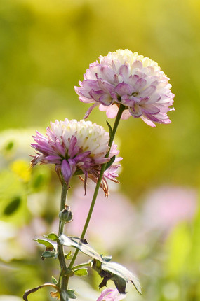 ��ɫ�ջ���д�羰ͼƬ