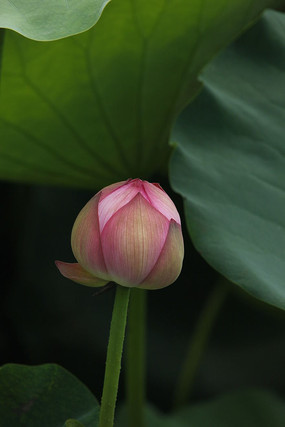 荷叶下的荷花苞
