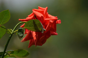 ��õ���黯����ͼƬ