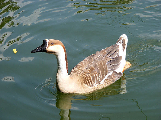 ��������Ӿ