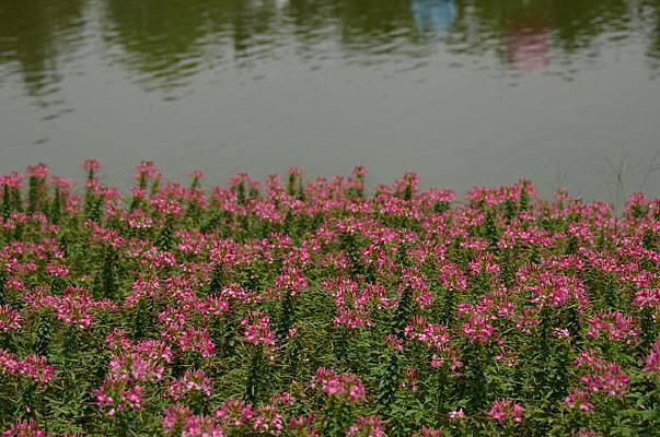 �����������ͼƬ