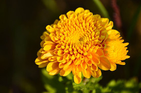 ��ɫ�ջ���д�羰ͼ