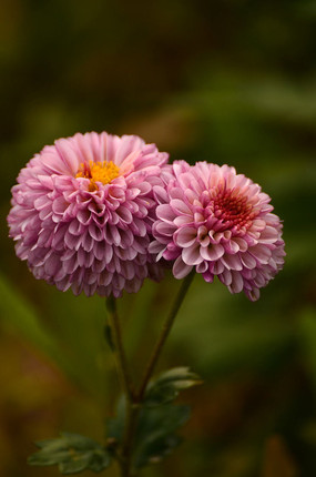 ����ŭ�ŵķۺ�ɫ�ջ��羰ͼƬ