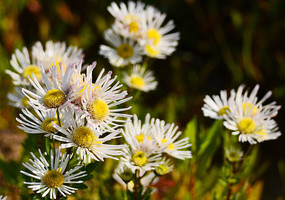 �ջ����羰ͼƬ