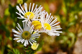 �ջ������д�羰ͼƬ