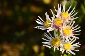 �ջ���д�羰ͼ