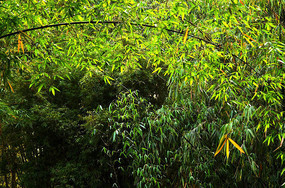 ï�ܵ���ҶͼƬ