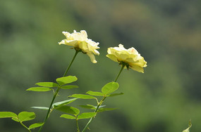 õ�廨������дͼƬ