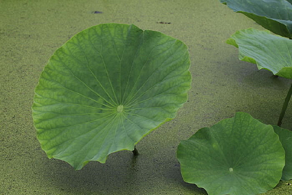 Ư������Ҷ