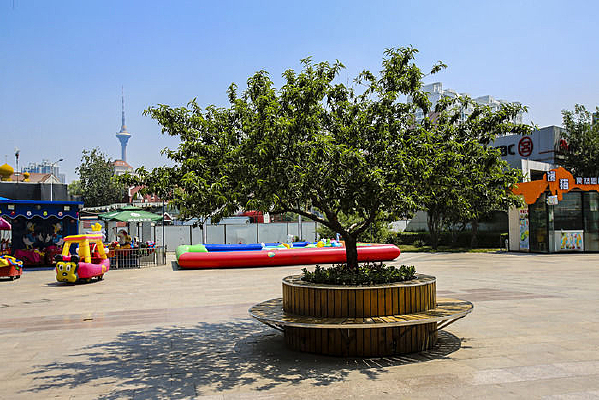 ��ҵ�ֹ㳡�ϵ���ľ