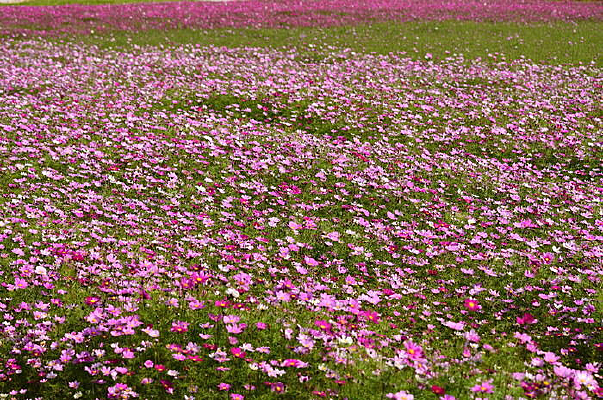 ʢ�ŵĸ�ɣ���������ͼƬ