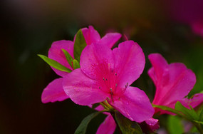 Ψ����ž�ͼƬ