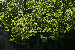 �����еķ�Ҷ