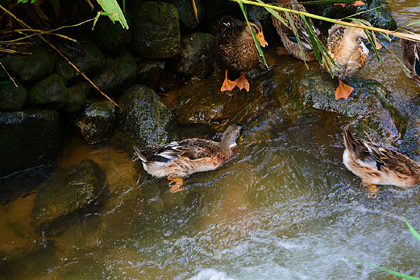 Ϫ����Ѽ��