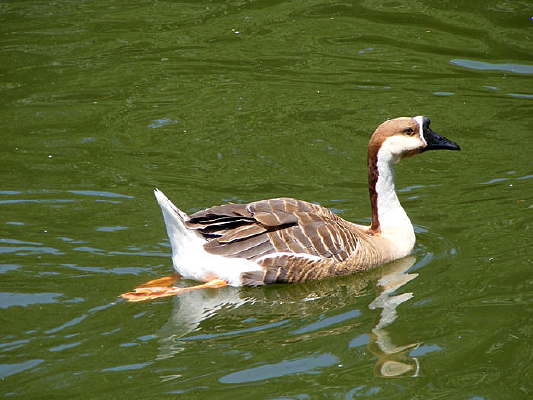 ���Ի����