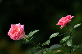 �黯������õ�廨��дͼƬ